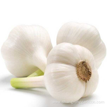 Fresh Pure White Garlic For Export